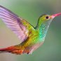 Fresh Hummingbird Wildflower Seed Mix Perennial For Hummingbirds Easy To Gro Garden