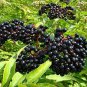 Fresh Elderberry Plant 100 Seeds Black Elderberry Plant Seeds Elderberry Bush Plant Garden