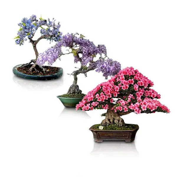 Fresh Flowering Bonsai Tree Seeds Bundle 3 Types All Flowering Tree Seeds Vibrant Garden