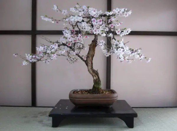 Fresh Bonsai Black Cherry Tree Seeds 20 Seeds Grow A Fruit Bearing Bonsai Tree Garden