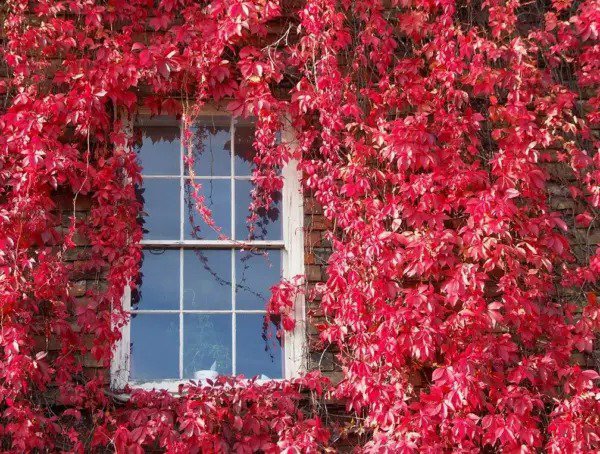 Fresh Virginia Creeper Seeds 25+ Seeds Parthenocissus Quinquefolia Garden