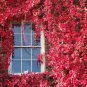 Fresh Virginia Creeper Seeds 25+ Seeds Parthenocissus Quinquefolia Garden