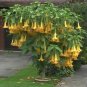 Fresh Exotic Yellow Trumpetbush Seeds 20+ Seeds To Grow Rare And Exotic Trumpet Bu Garden