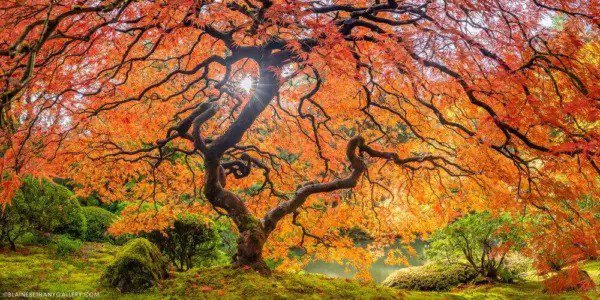 Fresh Sugar Maple Seeds Sugar Maple Tree Seeds Maple Tree Seeds 50 Seeds Garden
