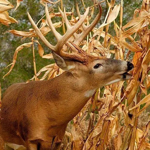 Fresh Dinner Getter Deer Food Plot Corn Seeds 100 Seeds To Grow Deer Food High Yie Garden