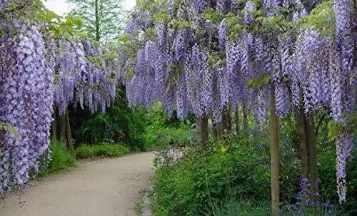 Fresh 25Pcs Wisteria Seeds Flowered Wisteria Seeds Potted Seedlings Climbing Plants Ha Garden
