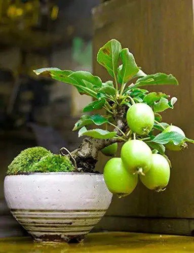 Fresh Guava Fruit Bonsai Tree Seeds 50 Seeds To Grow Exotic And Delicious Tropical Garden