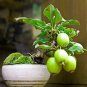 Fresh Guava Fruit Bonsai Tree Seeds 50 Seeds To Grow Exotic And Delicious Tropical Garden