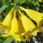 Fresh Yellow Trumpetbush Seeds 20+ Seeds To Grow Rare And Exotic Trumpet Bush Seed Garden