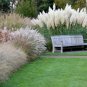 Fresh Giant White Pampas Grass Seeds 100 Seeds Ornamental Grass For Landscaping Or Garden