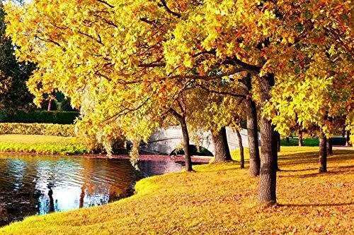 Fresh Sugar Maple Tree Seeds For Planting 20+ Seeds To Grow Vibrant Yellow Fall Lea Garden