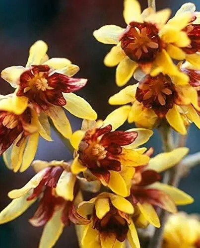 Fresh Wintersweet Bonsai Tree Seeds Chimonanthus Praecox 10 Seeds Ships From Iowa Garden