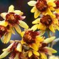 Fresh Wintersweet Bonsai Tree Seeds Chimonanthus Praecox 10 Seeds Ships From Iowa Garden