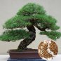 Fresh 180+ Bonsai Tree Seeds Japanese Pine Seeds For Planting Garden