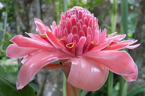 Fresh Jocadew Etlingera Elatior Pink Torch Ginger Combrang Wax Flower Jocad (20 Seeds) Garden