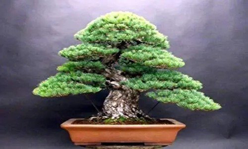 Fresh White Spruce Bonsai Seed 20+ Seeds Highly Prized White Spruce Bonsai Tree Se Garden