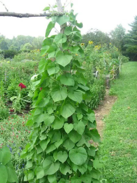 Fresh Kentucky Pole Bean Seeds For Planting 50+ Seeds + Non Gmo Heirloom Seeds G Garden