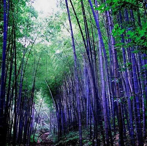 Fresh Rare Purple Bamboo Seeds Lucky Bamboo 50Pcs/Pack#159# Garden