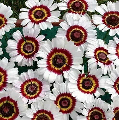 Fresh 100+ Painted Daisy Flower Seeds Mix Made In Usa Ships From Iowa. Grow Chrysan Garden