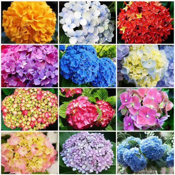 Fresh 50 Pcs Mixed Color Multicolor Hydrangea Macrophylla Seed Bonsai Flower Plant Wed Garden