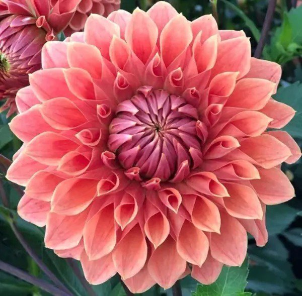 Fresh Dahlia Flower Seeds Exotic Mix 100+ Seeds Made In Usa Ships From Iowa. Garden