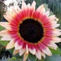 Fresh Strawberry Blonde Sunflower Seeds 20 Seeds To Grow Helianthus Annuus Pink A Garden