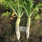 Fresh Crust Buster Radish Seeds 100+ Seeds Cover Crop Radishes Natures Plow Garden