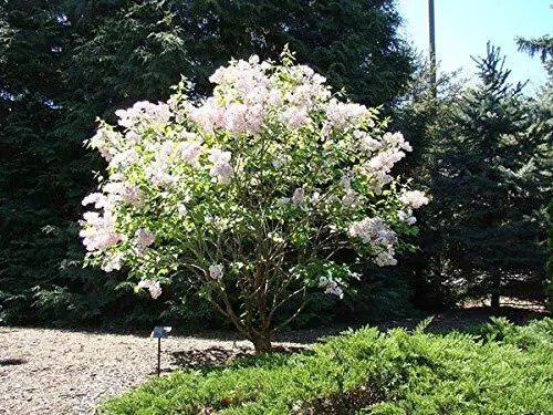 Fresh Early White Lilac Seeds For Planting 50+ Seeds Highly Prized For Bonsai Fra Garden