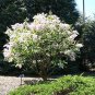 Fresh Early White Lilac Seeds For Planting 50+ Seeds Highly Prized For Bonsai Fra Garden