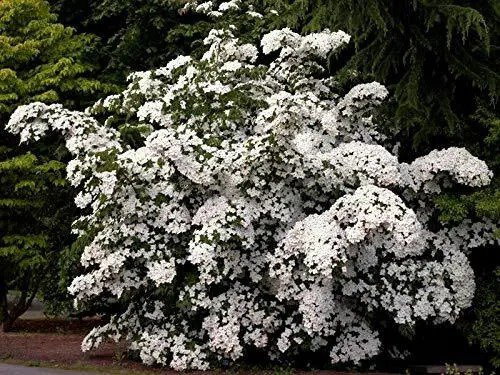 Fresh White Cornus Kousa Dogwood Tree Ornamental Flower Jocad (5 Seeds) Garden
