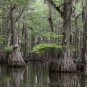 Fresh Bald Cypress Seeds For Planting 10 Seeds Exotic Tree Seeds To Grow Great Fo Garden