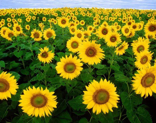 Fresh Seeds Sunflower Seeds Skyscraper Heirloom Sunflower Seeds Tallest Sun Garden