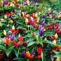 Fresh 5 Color Pepper Plant Seeds For Planting 50+ Seeds Exotic Seeds To Gro Garden