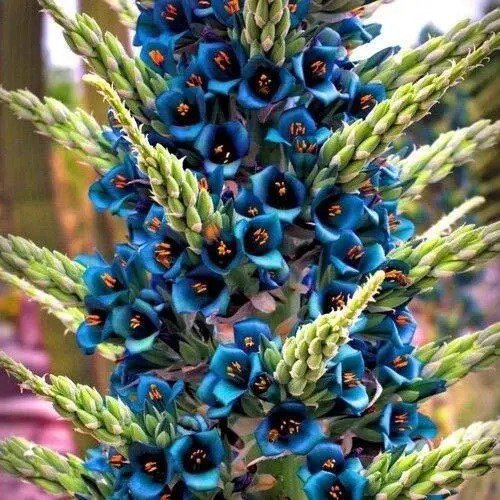 Fresh Blue Sapphire Tower Plant Seeds (Puya Alpestris) 10+ Seeds Garden