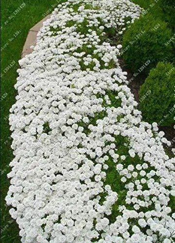 Fresh 1000Pcs/Bag Creeping Thyme White Seeds Perennial Ground Cover For Home Garden