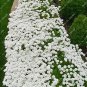 Fresh 1000Pcs/Bag Creeping Thyme White Seeds Perennial Ground Cover For Home Garden