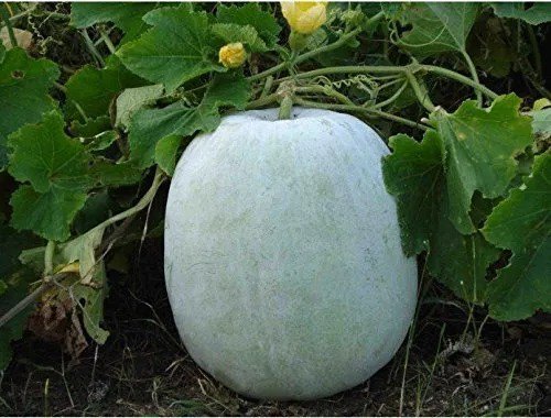 Fresh Ash Gourd White Wax Winter Melon Benincasa Hispida 10+ Seeds Garden