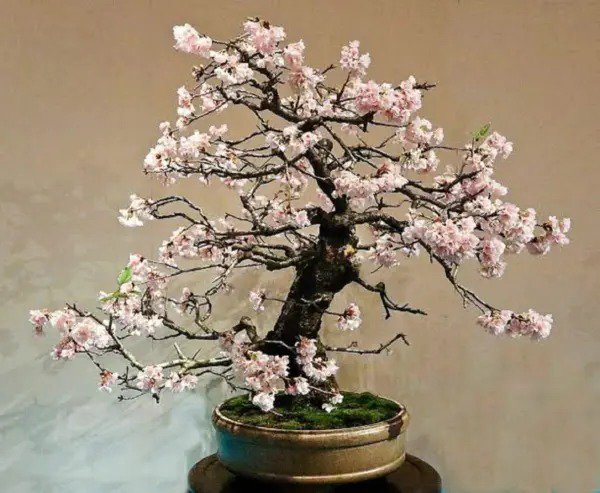 Fresh Rets Bonsai White Flowering Crepe Myrtle Seeds Lagerstroemia Indica Seed Indoor Garden