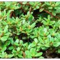 Fresh 1000 Purslane Seeds Green Non Gmo Seeds Garden