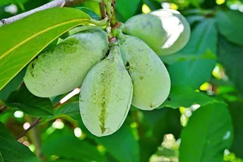 Fresh Paw Paw Tree Seeds For Planting 6 Seeds Edible Fruit Tree Made In Usa. Ship Garden