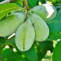 Fresh Paw Paw Tree Seeds For Planting 6 Seeds Edible Fruit Tree Made In Usa. Ship Garden