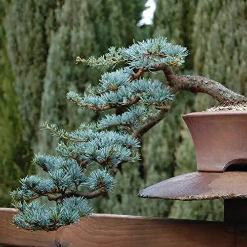 Fresh Blue Spruce Bonsai Tree Seeds For Planting 20 Seeds Popular Coniferous Tree Garden