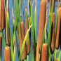 Fresh Cattail Seeds For Planting 600 Seeds Garden