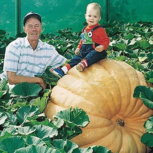 Fresh Biggest Pumpkin In The World 10 Seeds Grow Atlantic Giant Pumpkins Garden