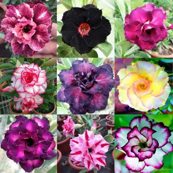 Fresh Mixed Color Desert Rose Seeds 10 Seeds Adenium Obesum Seeds To Grow Garden
