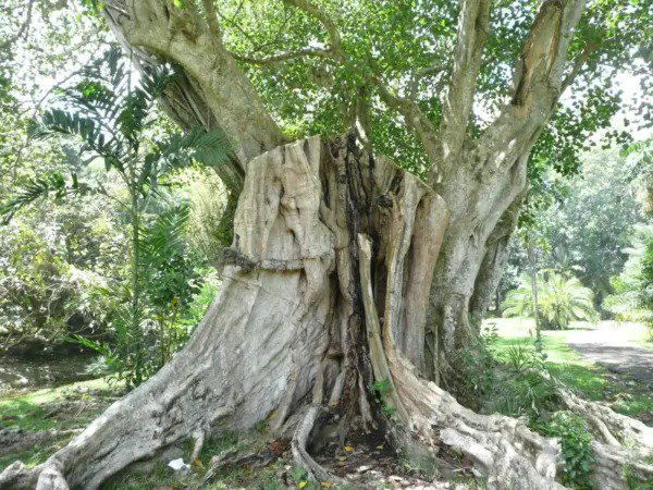 Fresh Red Supply Solution Sacred Fig Tree 50 Seeds Ficus Religiosa Peepul Tree Org Garden