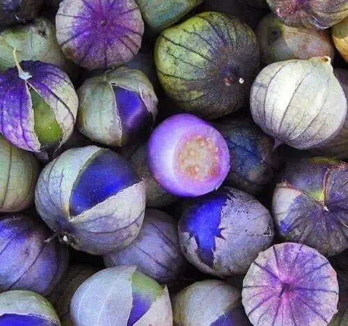 Fresh Exotic Purple Coban Tomatillo Seeds Great For Salsa Flavor 250+ Seeds 1In. Garden