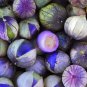 Fresh Exotic Purple Coban Tomatillo Seeds Great For Salsa Flavor 250+ Seeds 1In. Garden