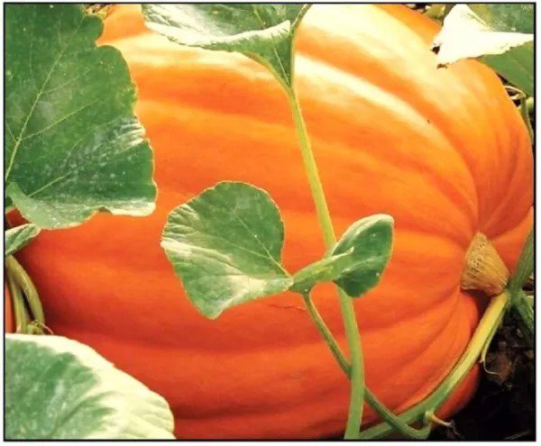 Fresh Big Max Pumpkin Seeds For Planting (25 Seeds) Non Gmo Giant Jack O Lantern Garden