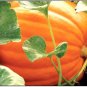 Fresh Big Max Pumpkin Seeds For Planting (25 Seeds) Non Gmo Giant Jack O Lantern Garden